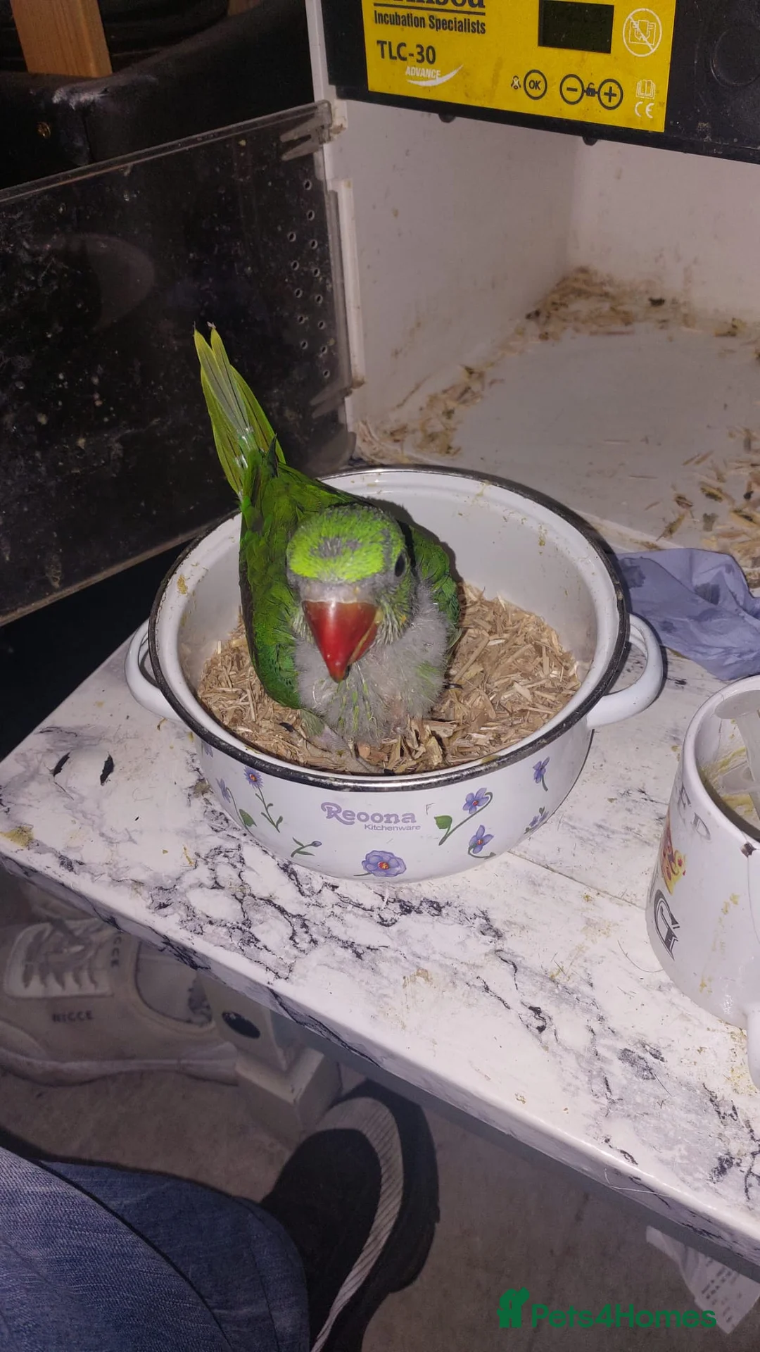 Parrots birds for sale: Alexandrine Baby Parrort  - Advert 1