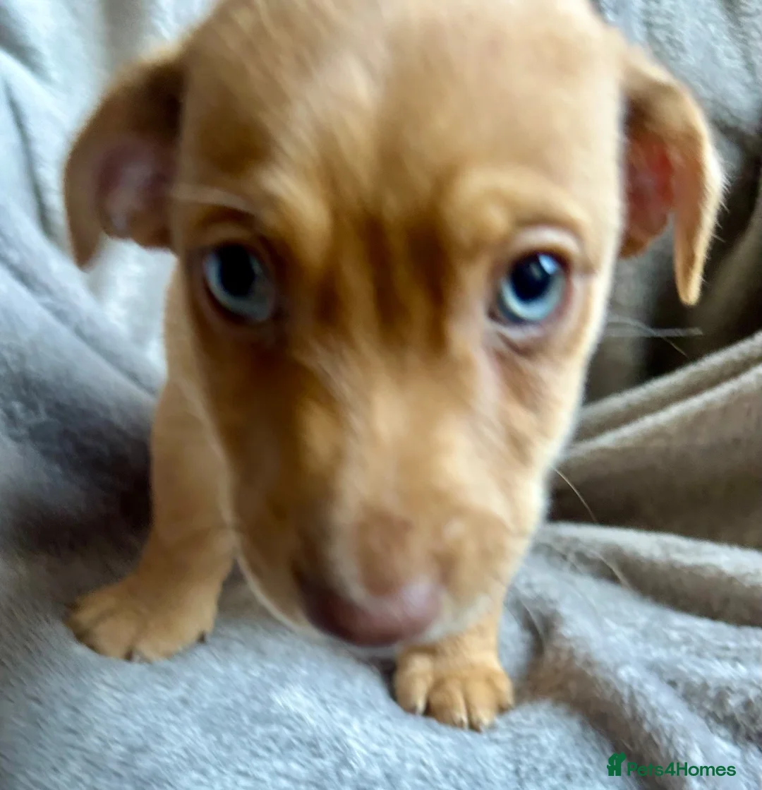 Jack Russell dogs for sale: 🐶  Jack Russell Puppies –  Ready Now 🐾 - Advert 2