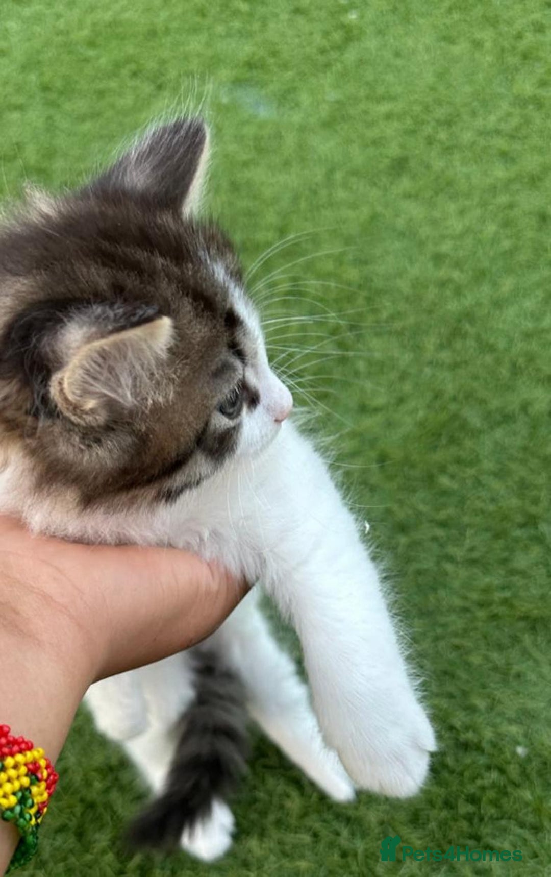 American Curl cats for sale: Kittens for sale  in Newport - Image 11