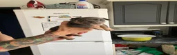 American Bully dogs for sale: ABKC champion Pocket bully - Advert 5