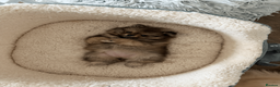 Pomeranian dogs for sale: KC Pomeranian Pups - Exceptional Russian Lines in Liverpool - Advert 11