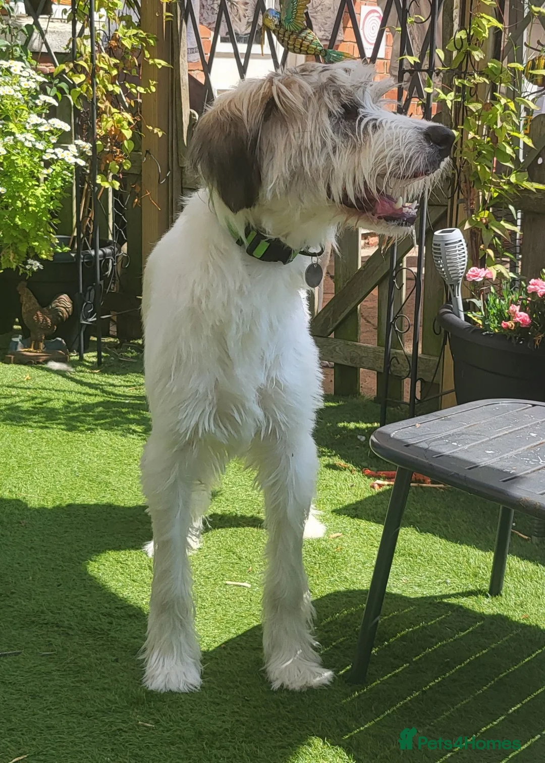 Mixed Breed dogs for adoption: RAYNA - Advert 10