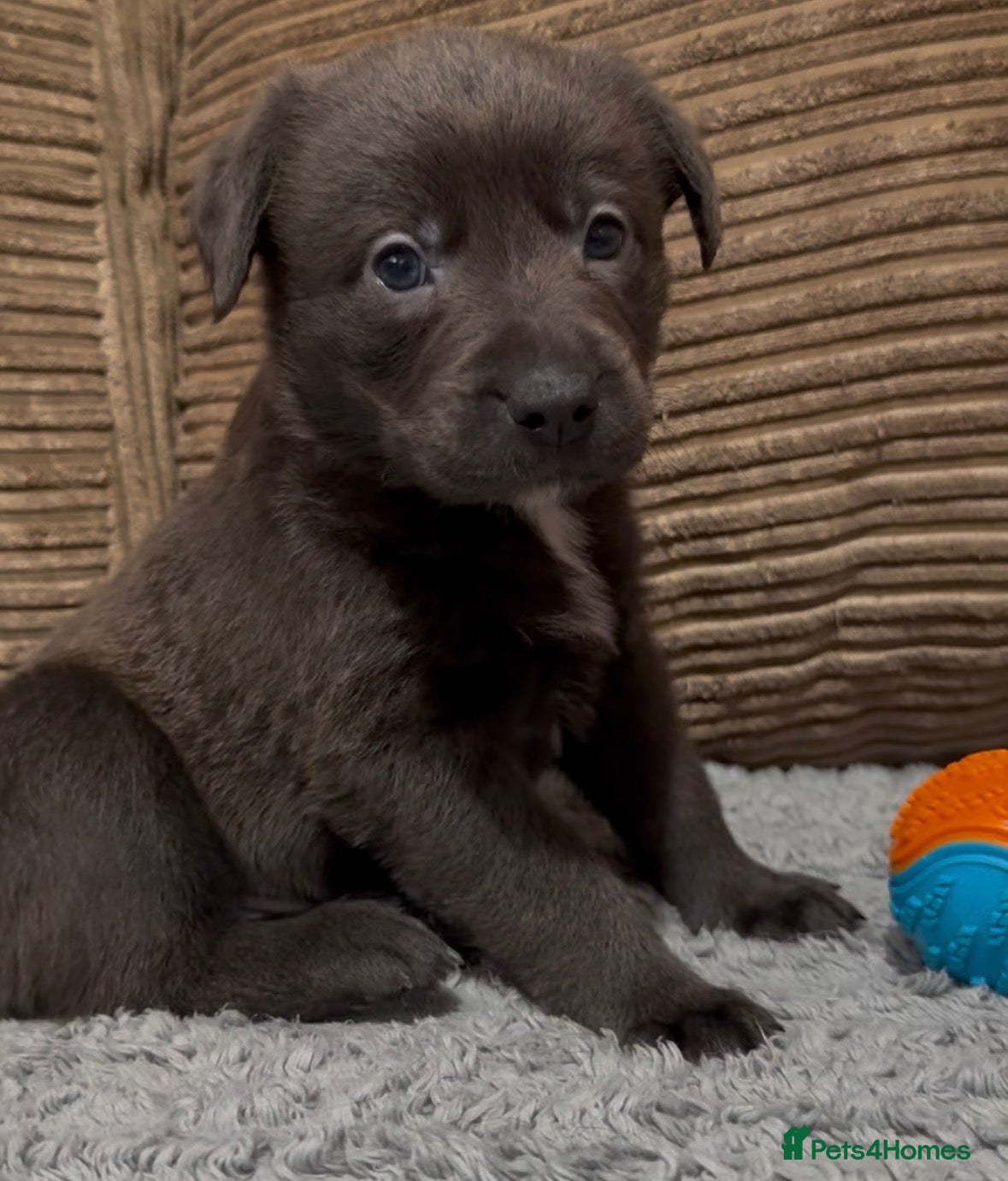 Mixed Breed dogs for sale: Charcoal, Blue-Eyed Staffy Cross Puppy 💙🐾 | £650 - Advert 3
