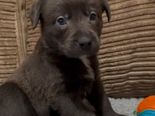 Mixed Breed dogs for sale: Charcoal, Blue-Eyed Staffy Cross Puppy 💙🐾 | £650 - Advert 3