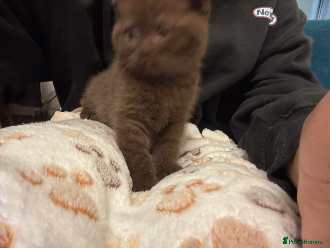 British Shorthair cats for sale: Beautiful chocolate British short hair  - Advert 4