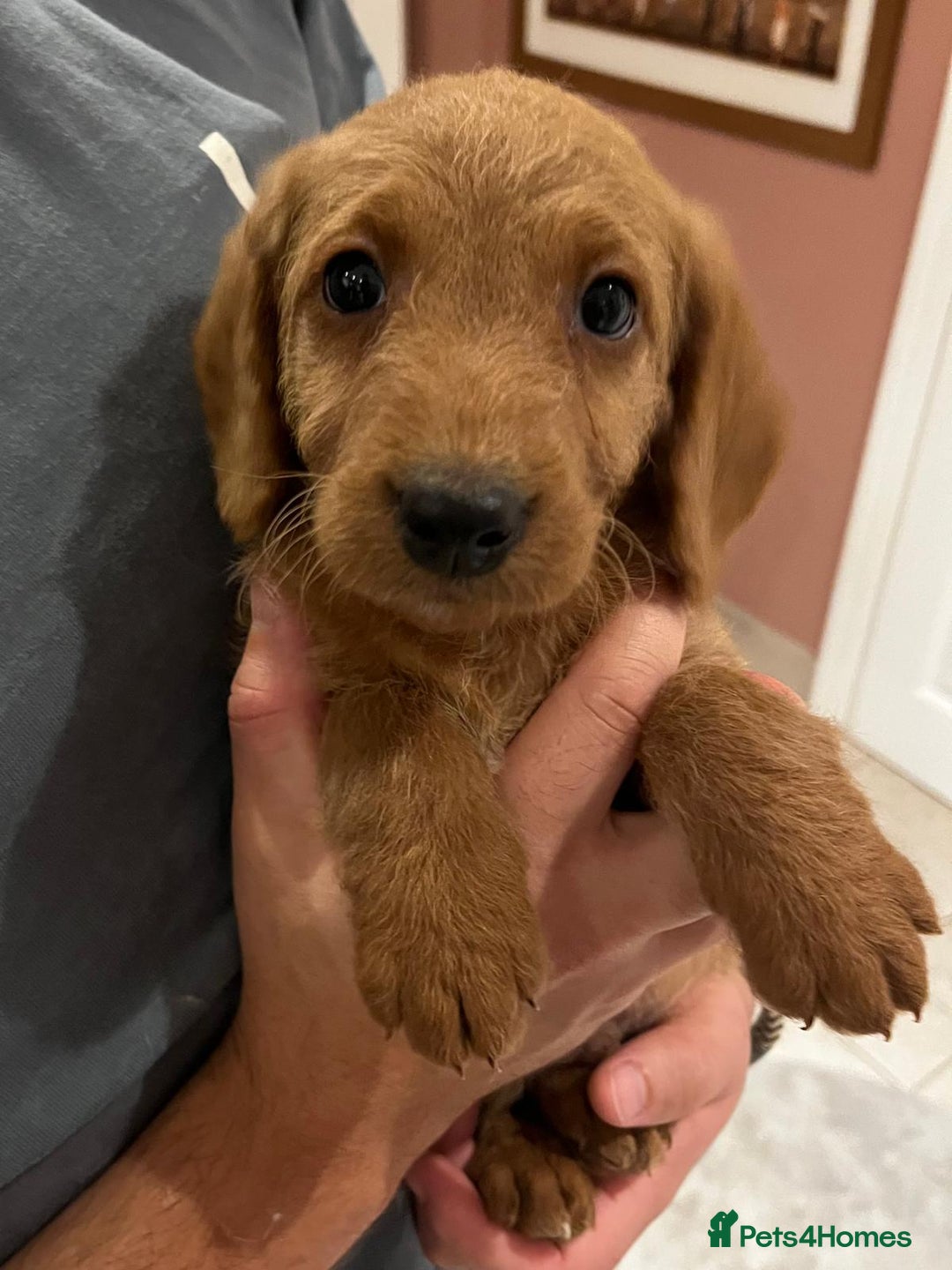 Labradoodle dogs for sale: Ready Now Miniature Fox Red Labradoodles  - Advert 11