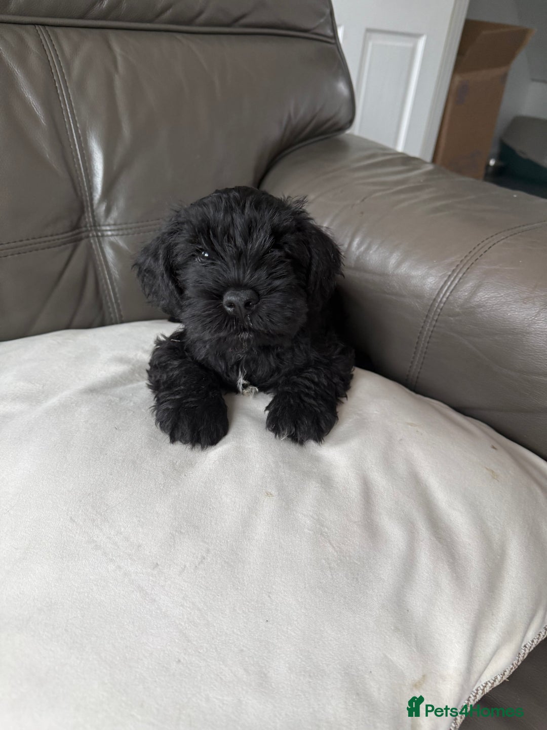 Miniature Schnauzer dogs for sale: KC MAC Quality Black Miniature schnauzers  - Advert 3