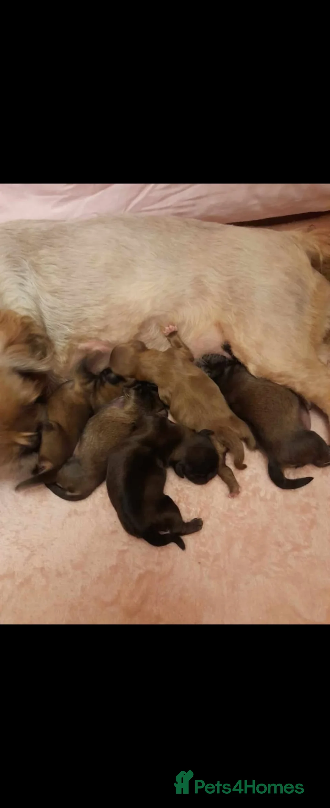 Shih Tzu dogs for sale: Imperial shih tzu  - Advert 2