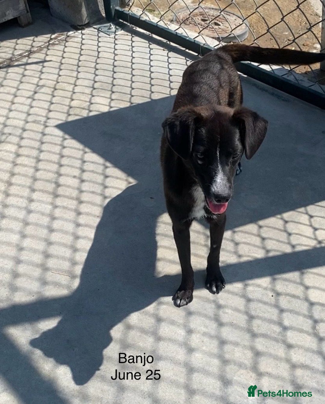 Mixed Breed dogs for adoption: Banjo, 1 yr approx. Available for adoption. - Image 16