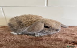 Mini Lop rabbits for sale: Beautiful friendly litter of mini lops for sale  - Image 4