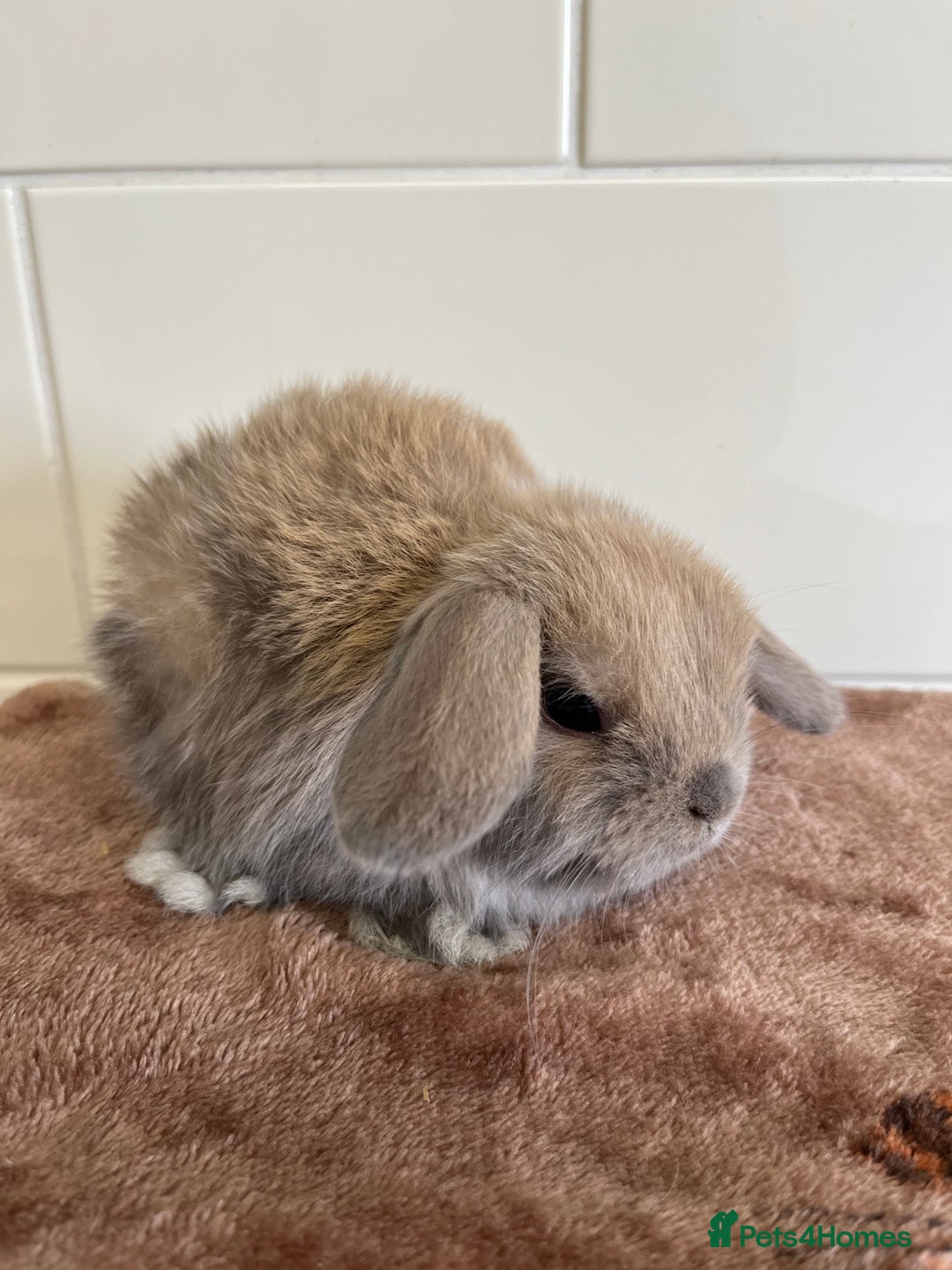 Mini Lop rabbits for sale: Beautiful friendly litter of mini lops for sale  - Image 4