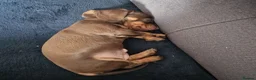 Miniature Dachshund dogs for sale: Agata Szymczak - Advert 8