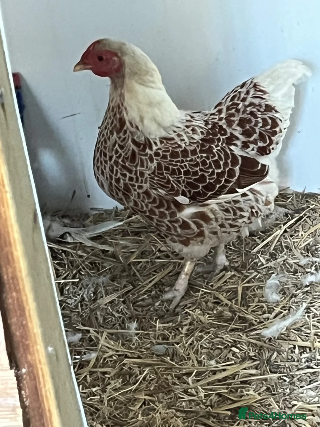 Chickens poultry for sale: Pullets and cockerel and drakes  - Advert 10