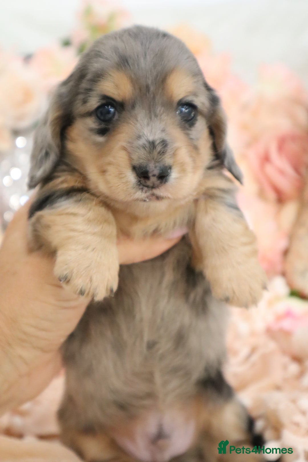 Miniature Dachshund dogs for sale: KC Registered Miniature Dachshund Puppies - Image 20