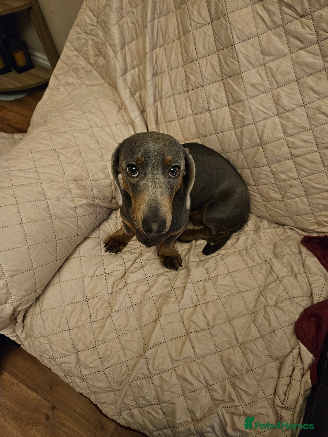 Dachshund dogs for sale: Isabella Standard dachshund  - Advert 2
