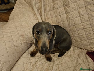 Dachshund dogs Isabella Standard dachshund - Advert 3