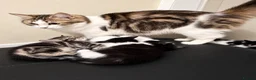 Mixed Breed cats for sale: Friendly, Cute Maincoon X Kittens  - Advert 9