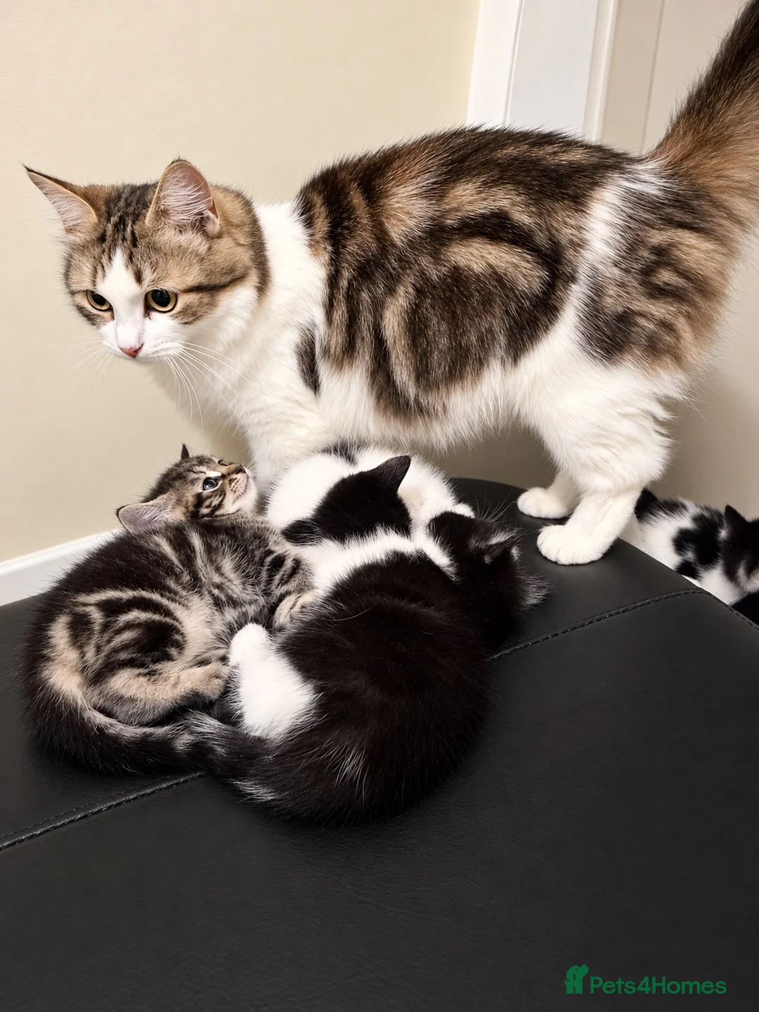 Mixed Breed cats for sale: Friendly, Cute Maincoon X Kittens  - Advert 9