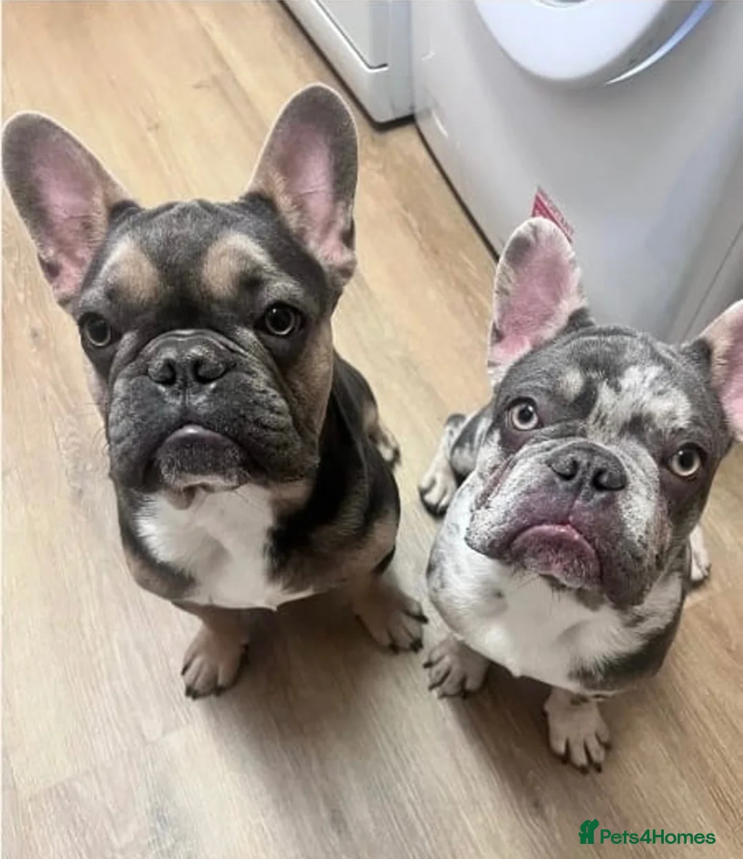French Bulldog dogs for sale: French Bulldogs  - Advert 1
