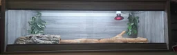 Bearded Dragon reptiles for sale: Lovely temperament one yr old Bearded dragon & viv in Romford - Advert 7