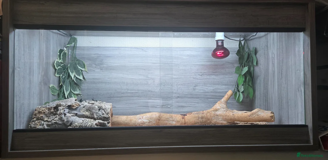 Bearded Dragon reptiles for sale: Lovely temperament one yr old Bearded dragon & viv in Romford - Advert 7