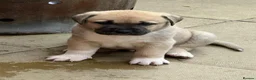 Mixed Breed dogs for sale:  £850! Ready! Stunning Kangal cross  - Advert 36