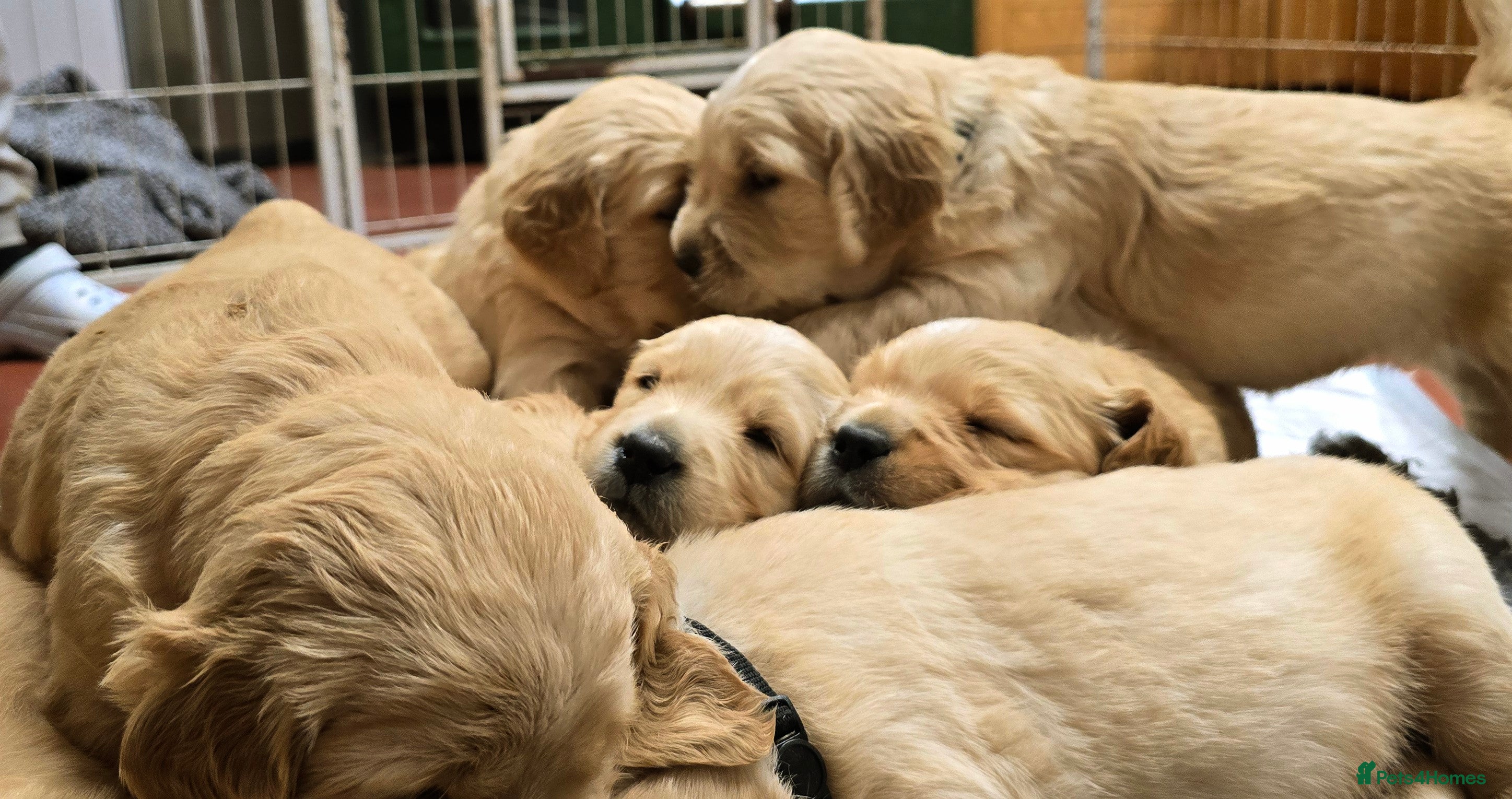 Golden Retriever dogs Fully health tested golden retriever puppys - Advert 1