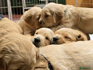 Golden Retriever dogs Fully health tested golden retriever puppys - Advert 9