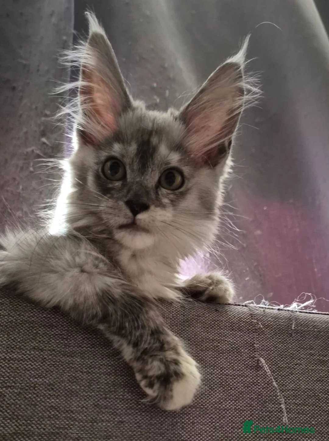 Maine Coon cats for sale: Tica registered girls  - Advert 8
