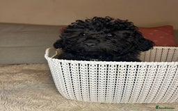 Cavapoo dogs for sale: Beautiful F1BB Cavapoo Girl - Image 4