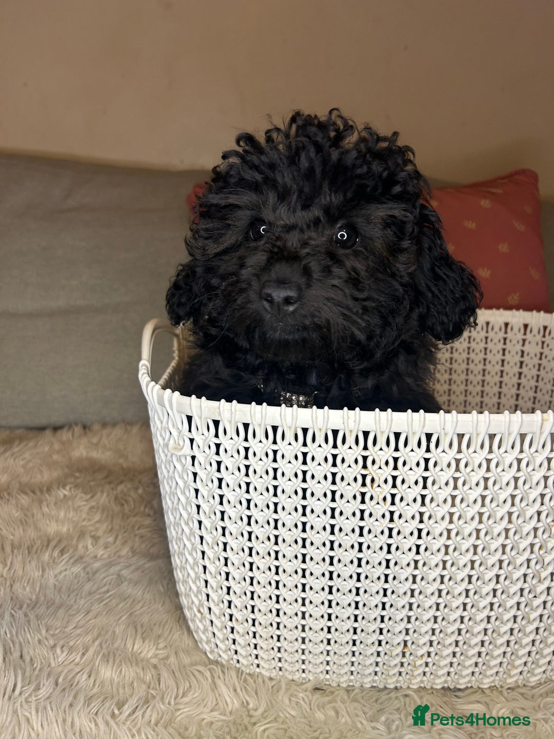 Cavapoo dogs for sale: Beautiful F1BB Cavapoo Girl - Image 4