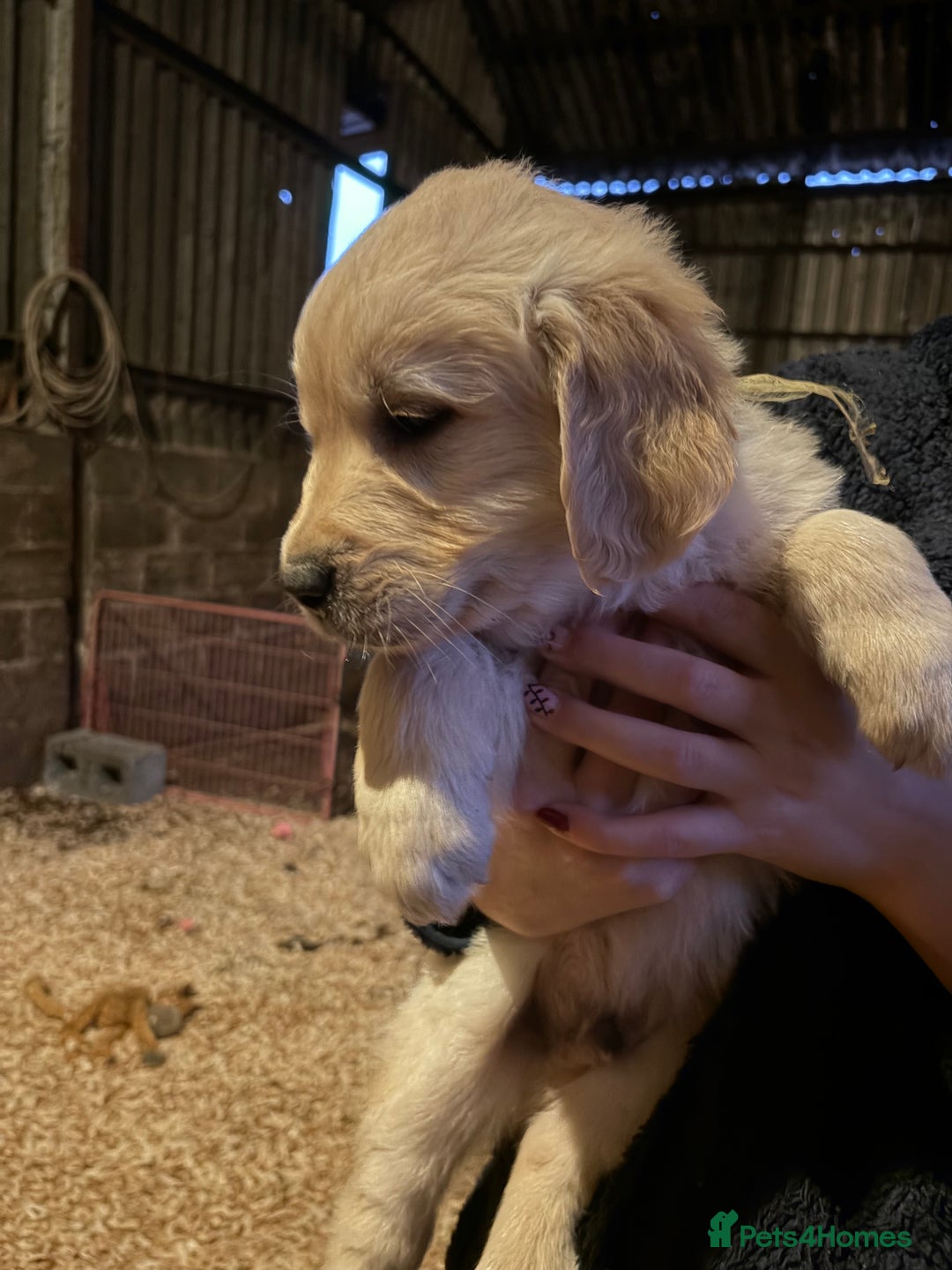 Golden Retriever dogs for sale: Mr orange golden retriever puppy  - Advert 3