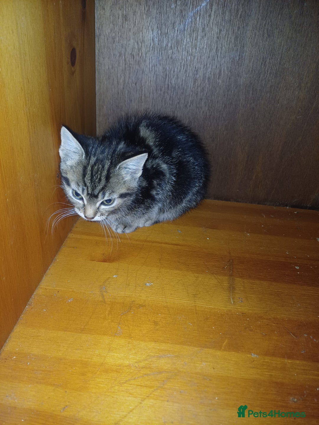 Domestic Shorthair cats for sale: Selling a litter of 2 month old kittens  - Advert 2