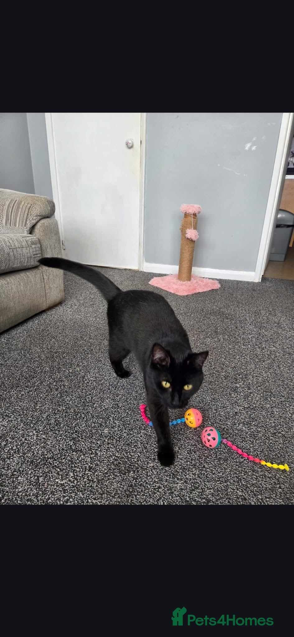 Mixed Breed cats Black female cat  - Advert 10