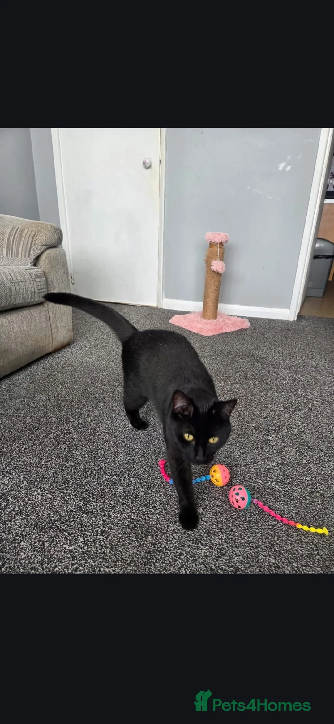 Mixed Breed cats for sale: Black female cat  in Bilston - Advert 1