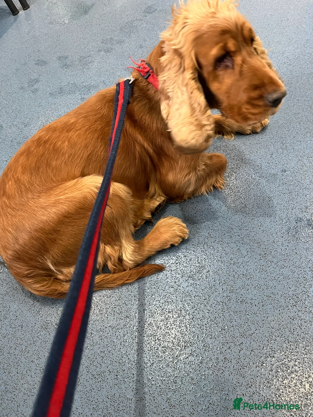 Cocker Spaniel dogs for sale: KC registered golden cocker spaniel bitch - Advert 1