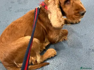 Cocker Spaniel dogs KC registered golden cocker spaniel bitch - Advert 1