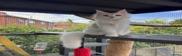 Maine Coon cats for sale: Maine coon  - Advert 16