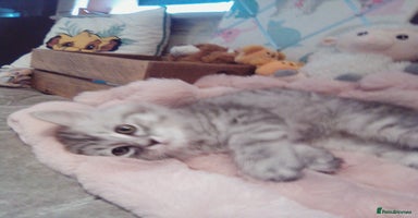 Scottish Fold cats - Advert 16