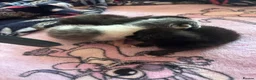 Siamese cats for sale: Siamese cross  - Advert 2