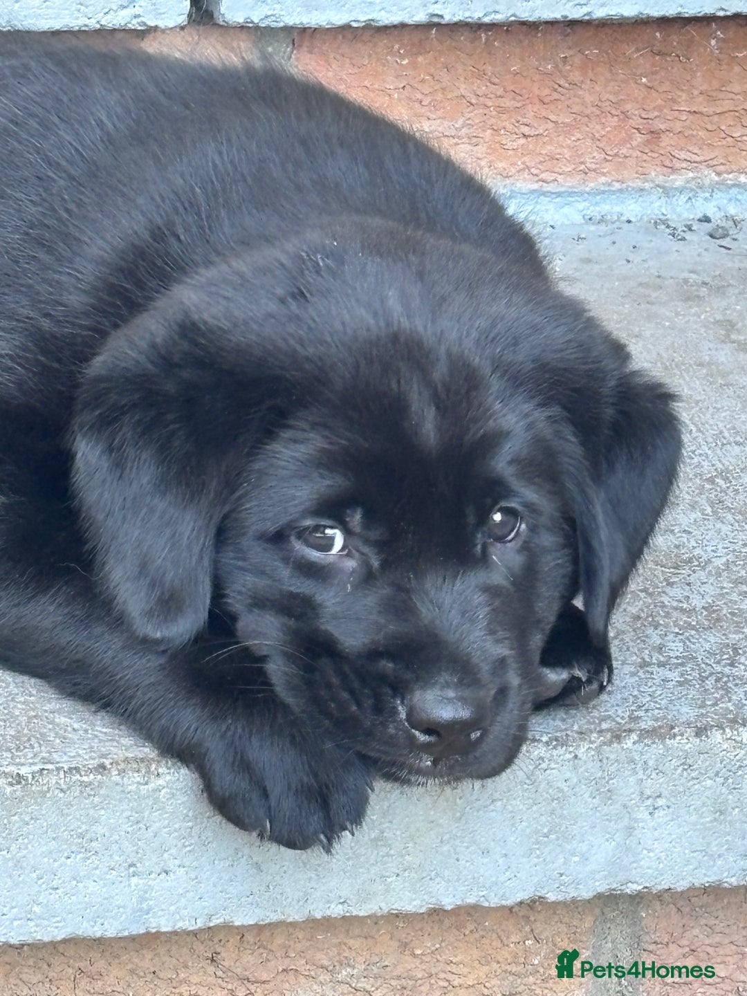 Borador dogs for sale: Borador puppies  - Image 8