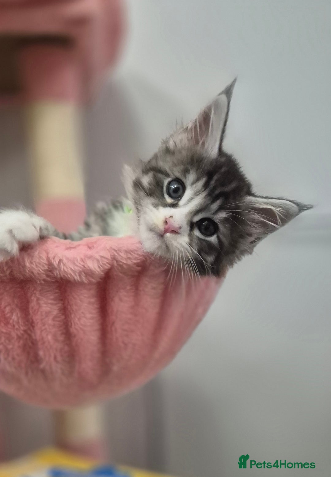 Maine Coon cats for sale: 🎀 Outstanding GCCF Pedigree Maine Coon Kittens 🎄 - Advert 10