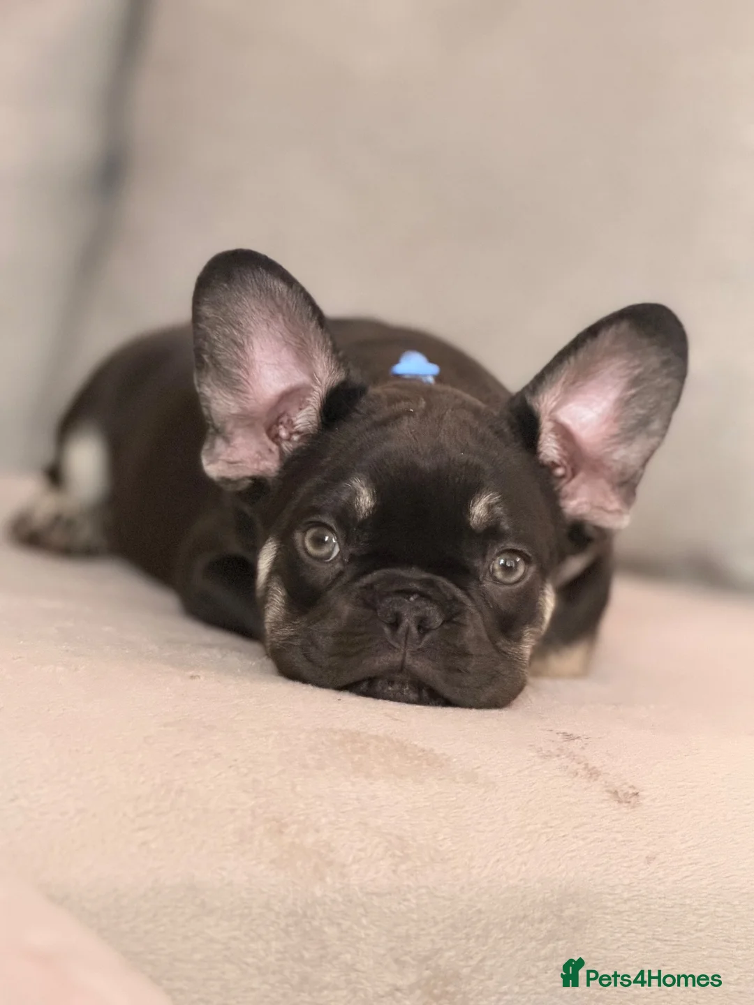 French Bulldog dogs for sale: Black & tan French bulldog  - Advert 4