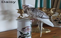 Cockatiels birds for sale: Hand-Reared male + female Cockatiels - Image 14