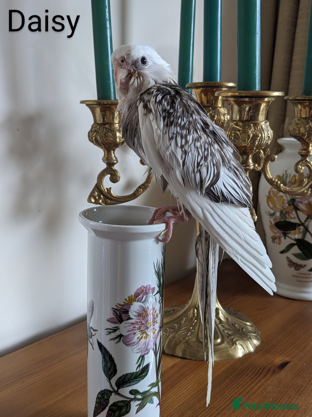 Cockatiels birds for sale: Hand-Reared male + female Cockatiels - Image 14