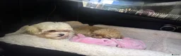 Maltipoo dogs for sale: Rare mix Russian Toy Poodle&Korean Maltese Puppy - Advert 6