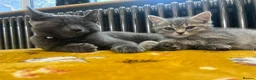 Russian Blue cats for sale: Neutered male - Advert 9