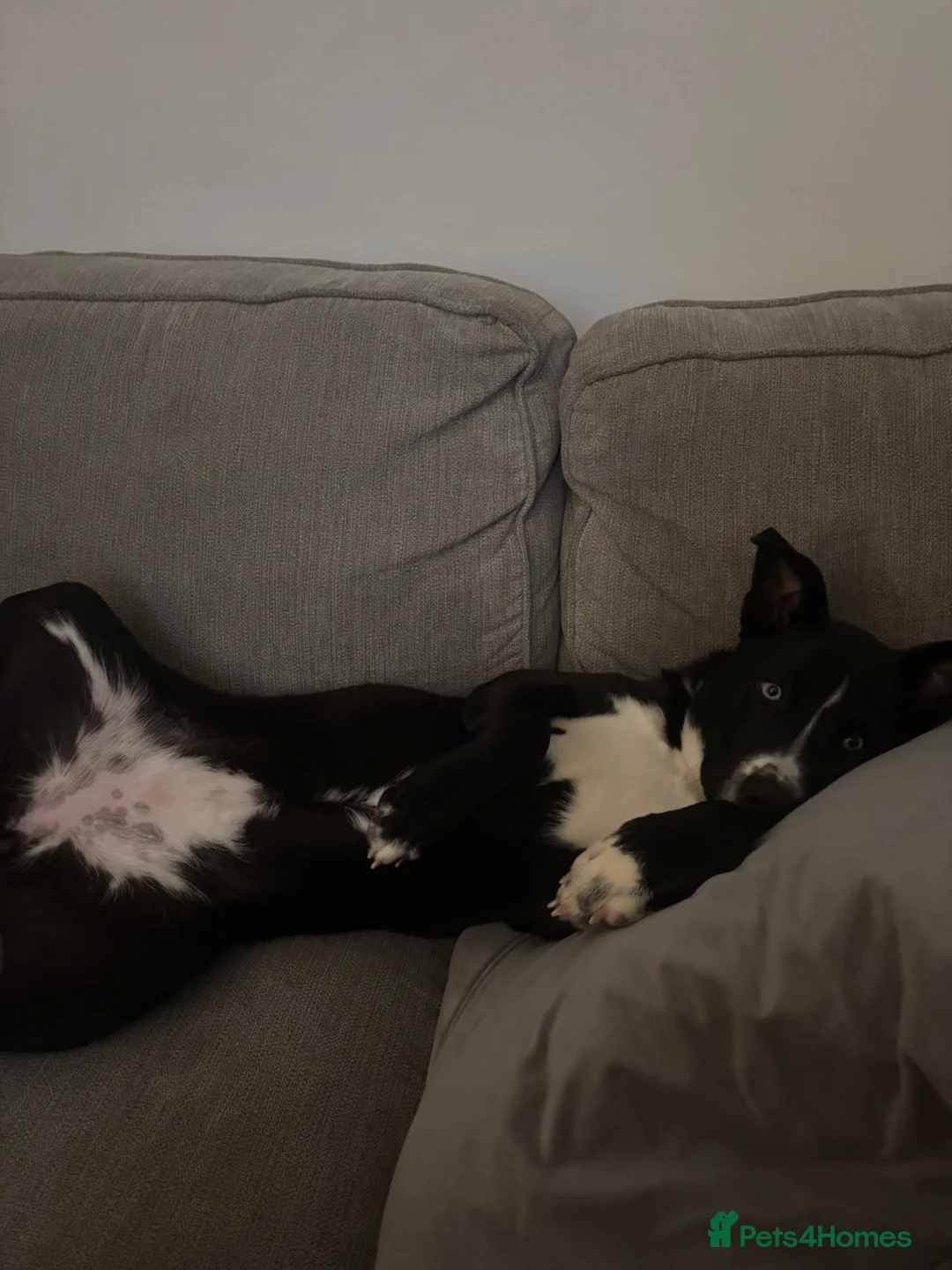 Mixed Breed dogs for sale: Husky mix Female 9 Month old puppy  in Manchester - Advert 3