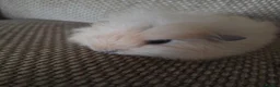 Guinea Pig rodents for sale: 1 swiss 1 shorthaired - Advert 4