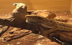 Bearded Dragon reptiles for sale: Miss-gendered handsome Bearded Dragon  - Image 2